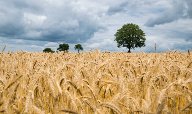 graan is een belangrijk ingredient voor bier